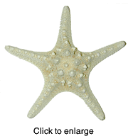 WHITE KNOBBY STARFISH - click to enlarge