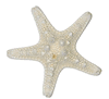 White Knobby Starfish 3" to 4"