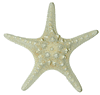 White Knobby Starfish 8" to 9"