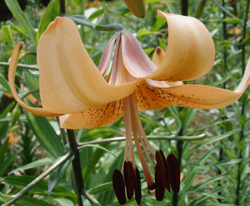 Asiatic x Trumpet  (Asipet)