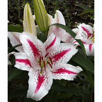 【Lily】 cherry-swirl-23.png