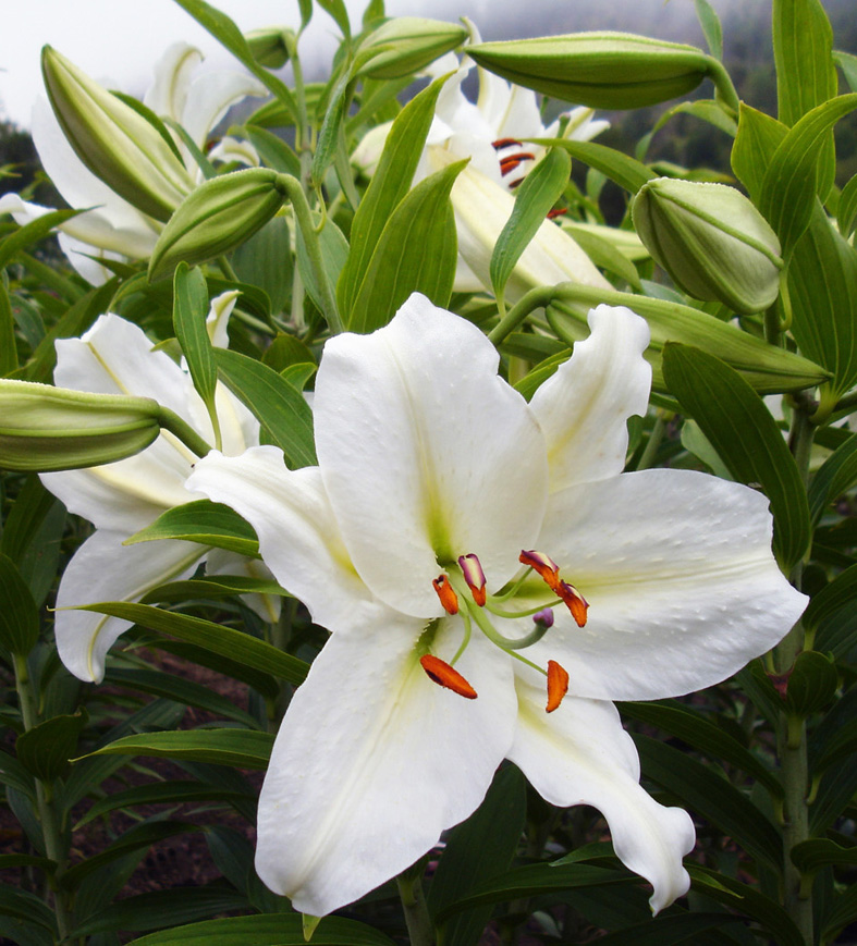 Crystal Blanca