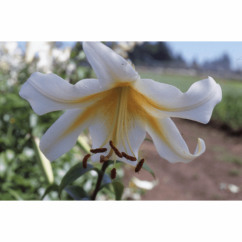 'Czar Nicholas' (Clone)