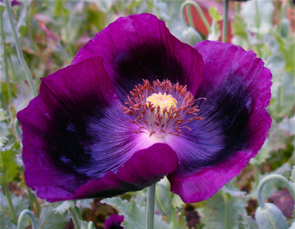 Dianna's Purple Poppies