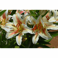 flame-kissed-j-mak-oriental-