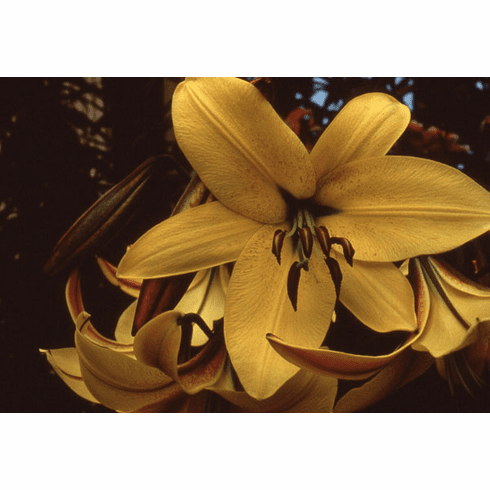 Gold Eagle - Aurelian Hybrid Lily