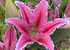 Jewel Star