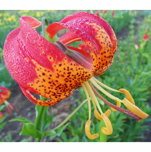 L. pardalinum (Panther Lily)