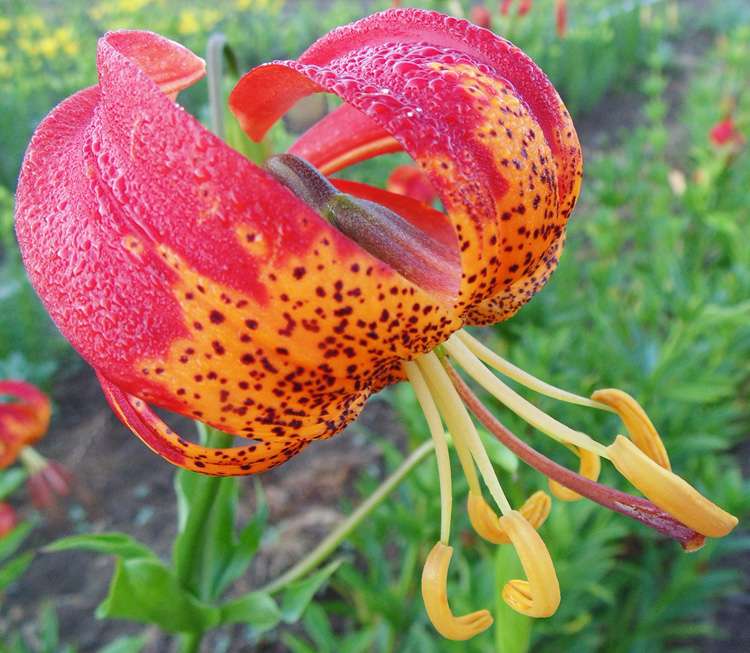 L. pardalinum (Panther Lily)