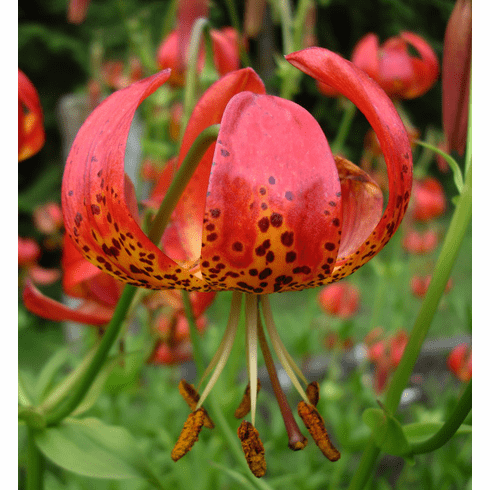 L. pardalinum (Panther Lily)