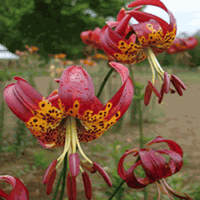 L. pardalinum (Panther Lily)