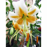 Lily様 lady-alice-13.png