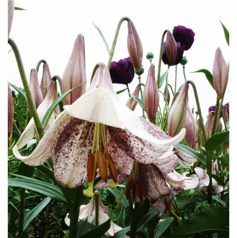 lankon-easter-lily-x-l-