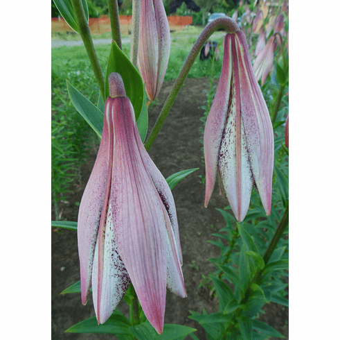 Lankon' - Easter Lily x L. lankongense