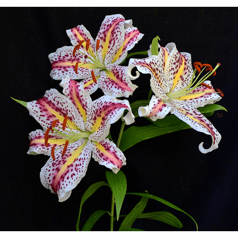  'Lilium auratum var. pictum'