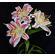  'Lilium auratum var. pictum'