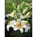  'Lilium auratum var. pictum'