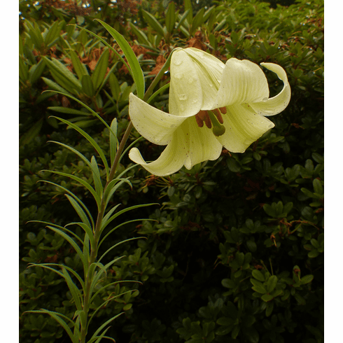  'Lilium bakerianum var. aureum'