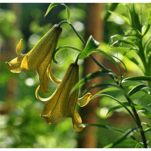  'Lilium bakerianum var. delavayi' <BR>(Green-Gold Form)