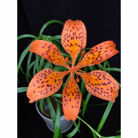 lilium-bukosanense-19.png
