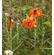  'Lilium columbianum var. ingramii'