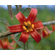  'Lilium columbianum var. ingramii'