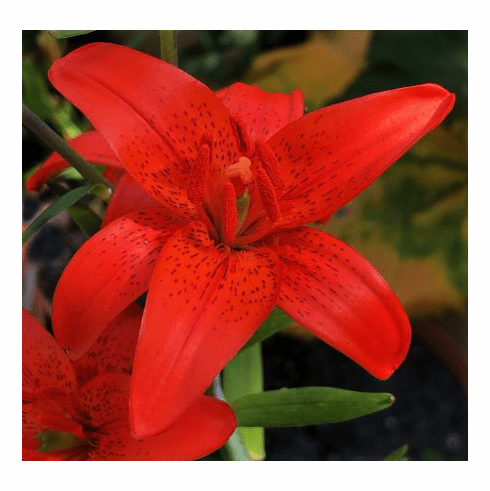 Lilium concolor var. mutsuanum