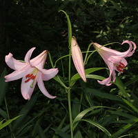 lilium-japonicum-the-bamboo-