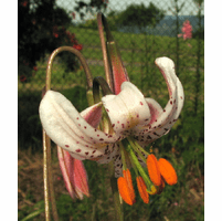 lilium-kelloggii-var-boyd-