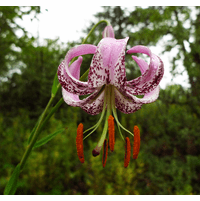 lilium-lankongense-93.png
