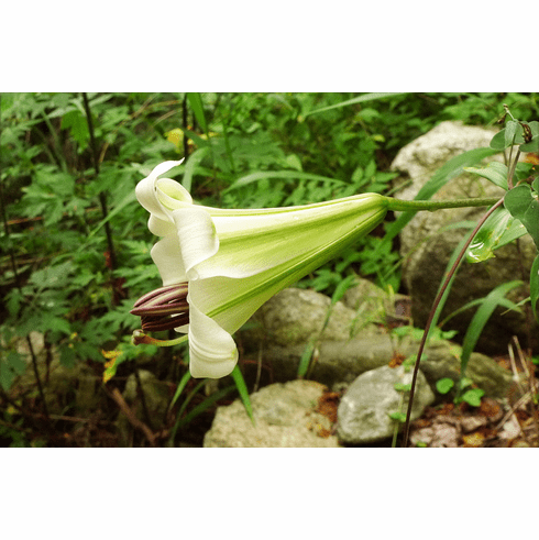  'Lilium leucanthum var. chloraster'
