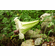  'Lilium leucanthum var. chloraster'