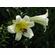  'Lilium leucanthum var. chloraster'