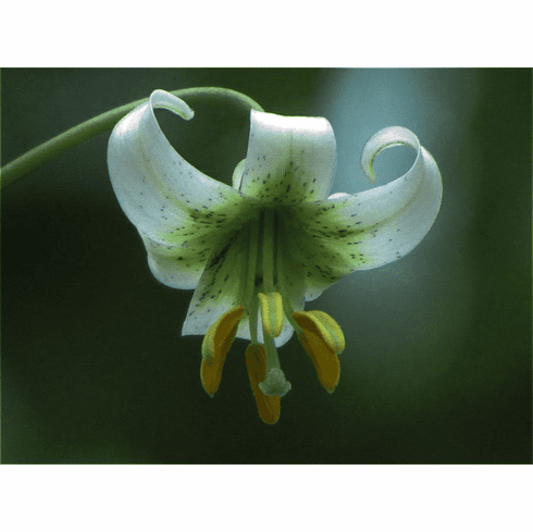  'Lilium matangense'