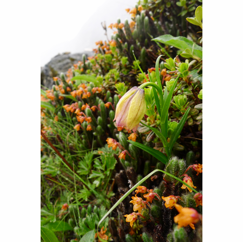  'Lilium nanum var. brevistylum'