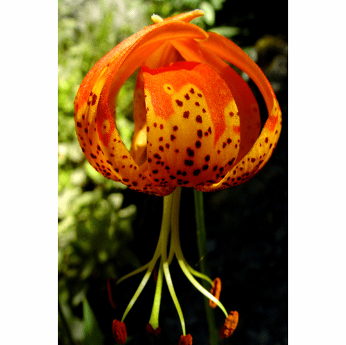 Lilium pardalinum'<BR> (The California Panther Lily)