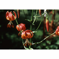 Lilium pardalinum'<BR> (The California Panther Lily)