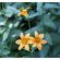  'Lilium parvum'