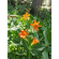  'Lilium parvum'