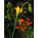  'Lilium parvum'