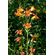  'Lilium parvum'
