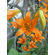  'Lilium parvum'