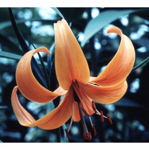  'Lilium pumilum var. Golden Gleam'