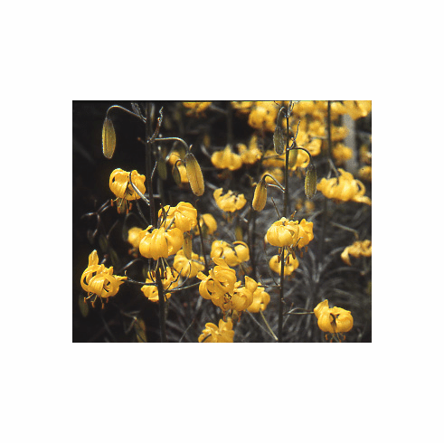  'Lilium pumilum 'Yellow Bunting'