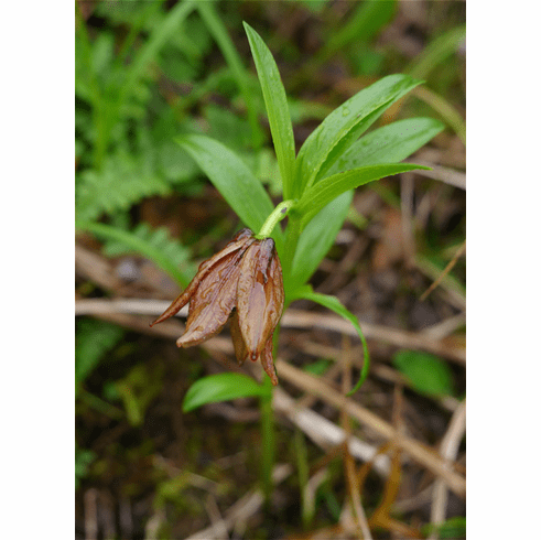  'Lilium saccatum' <BR> Syn. 'L. georgei'