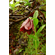  'Lilium saccatum' <BR> Syn. 'L. georgei'