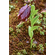  'Lilium saccatum' <BR> Syn. 'L. georgei'