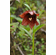  'Lilium saccatum' <BR> Syn. 'L. georgei'