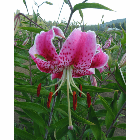 Lilium speciosum 'Uchida'