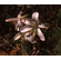  'Lilium washingtonianum' <BR>(Mt. Hood Lily)